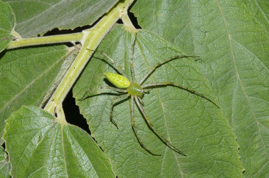 Green Lynx Spider7037