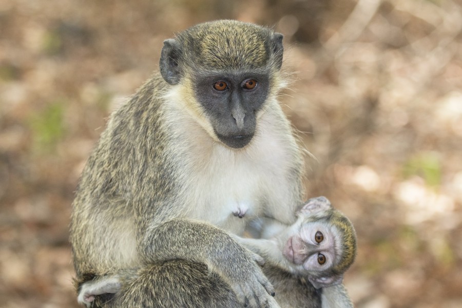 Green monkey (Chlorocebus sabaeus) with baby