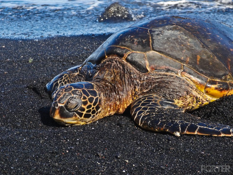 Green Sea Turtle (chelonia mydas) basking on Punalu'u Beach