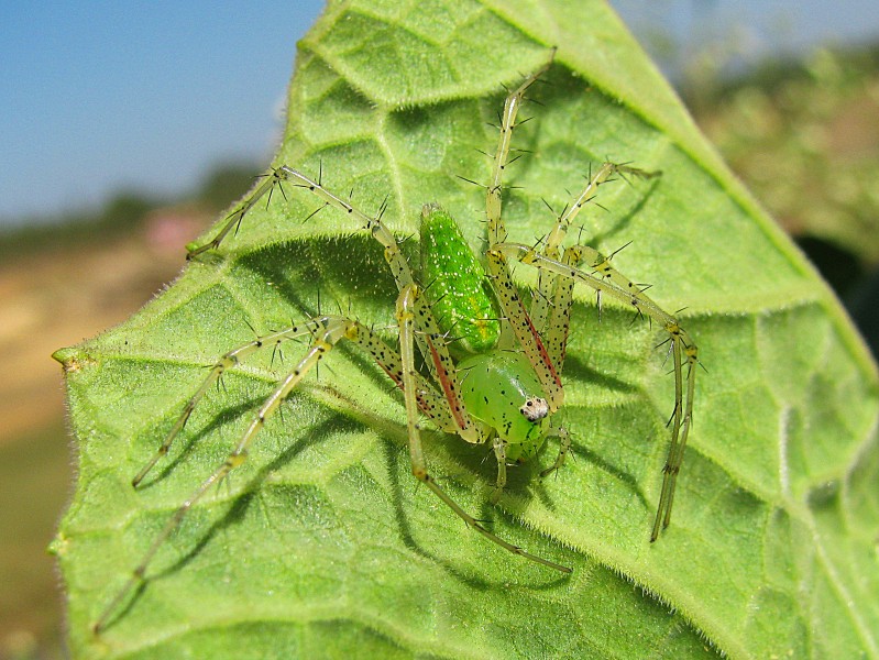 Green spider