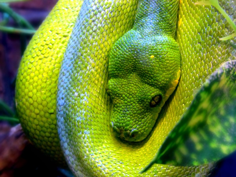 Green Tree Python-1
