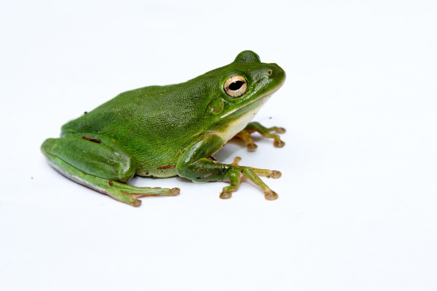 Green treefrog (2)