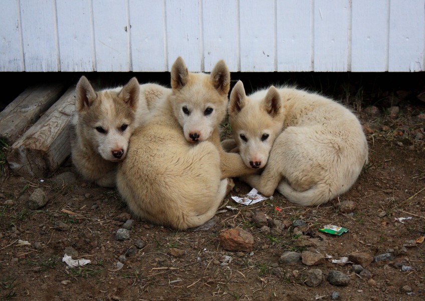 Greenland husky puppies! (3970127387)