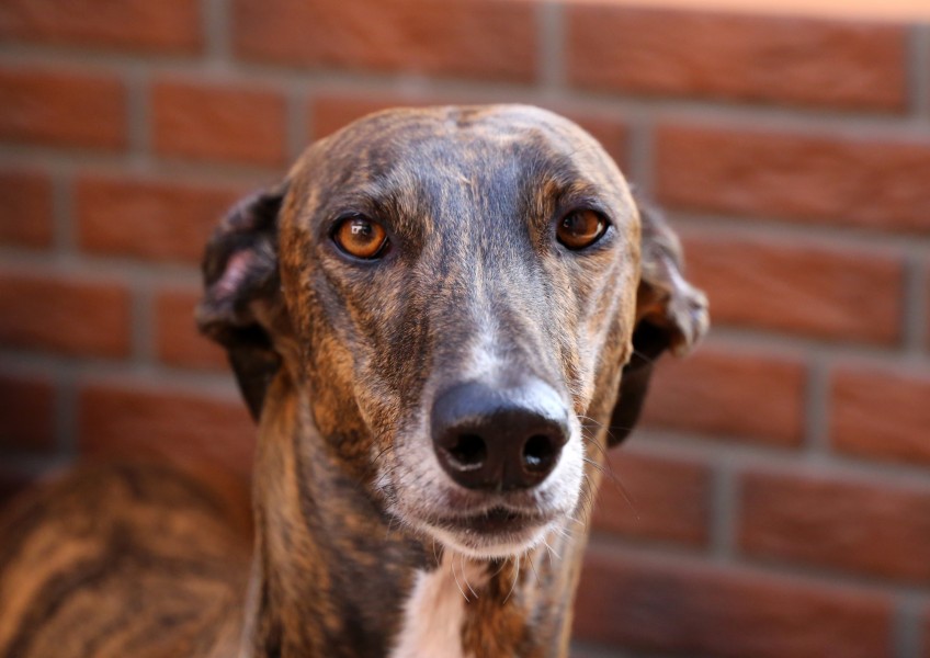 Greyhound Benghazi's - 1