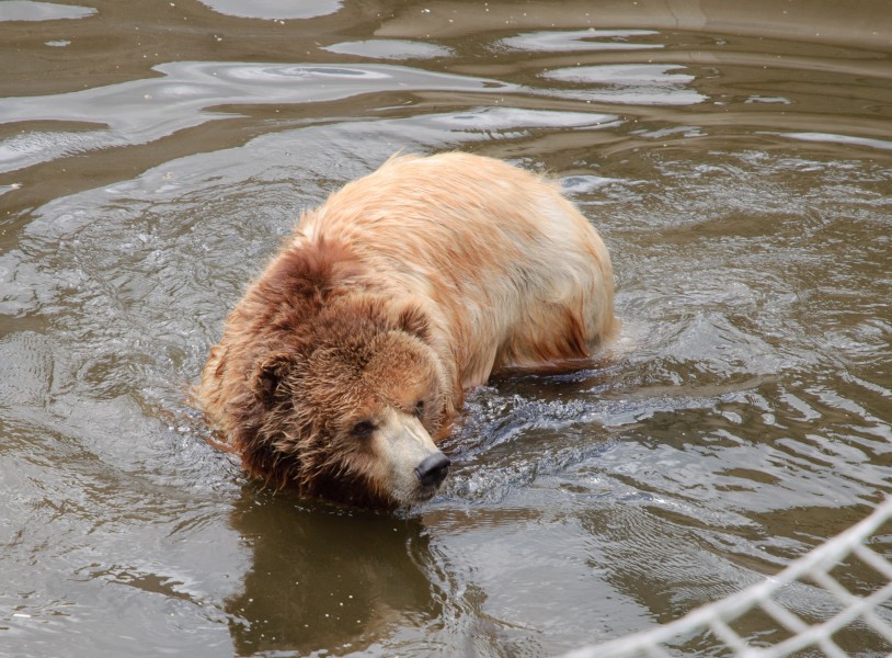 Grizzly bear - Ursus arctos horribilis