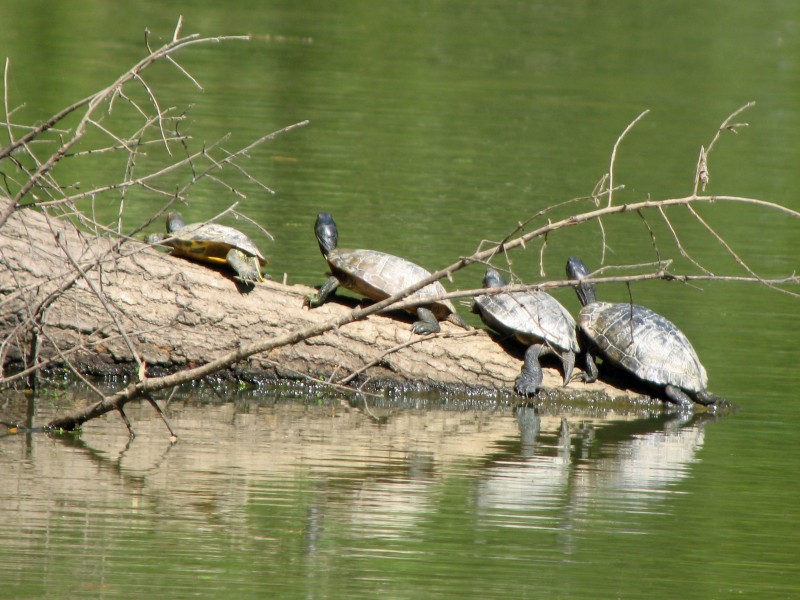 Group of Red-eared Slider (Trachemys scripta elegans) - Flickr - GregTheBusker
