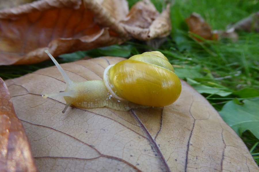 Grove snail Cepaea nemoralis, yellow unbanded form with unusual white lip
