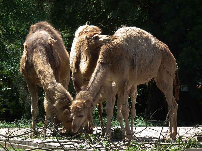 Gruppe Dromedare Zoo Landau Juni 2011