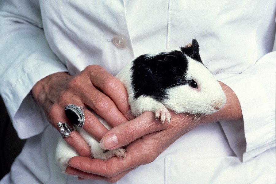 Guinea pig (2)