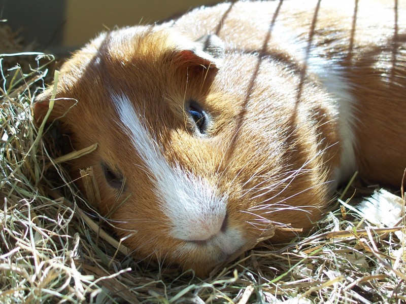 Guinea pig Joep
