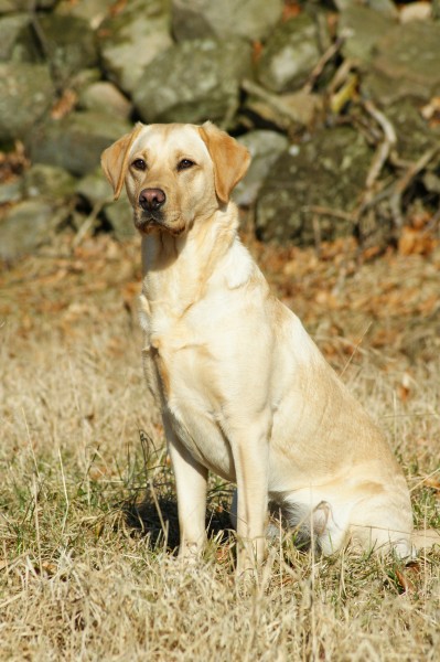 Gul labradortik