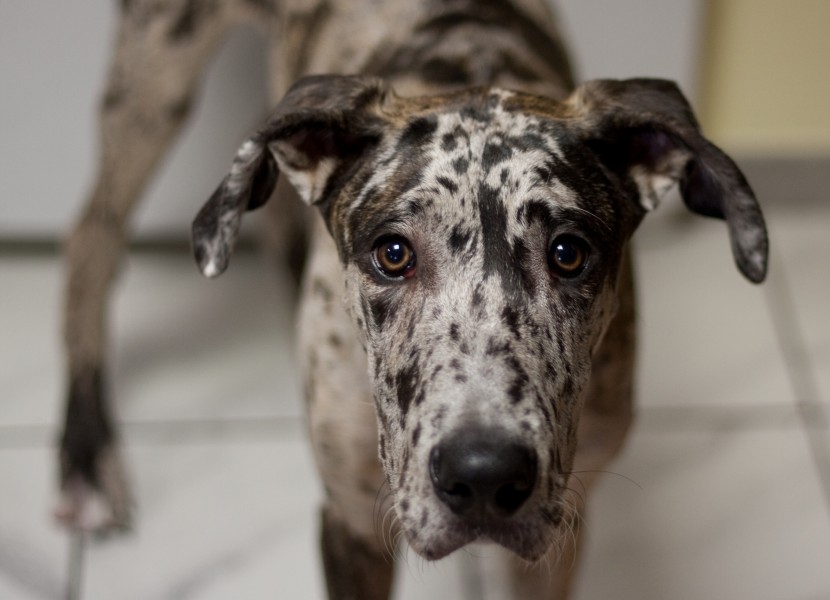 Gustav the Dane