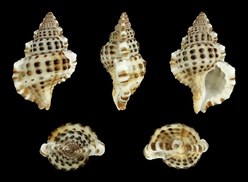 Gyrineum natator 01