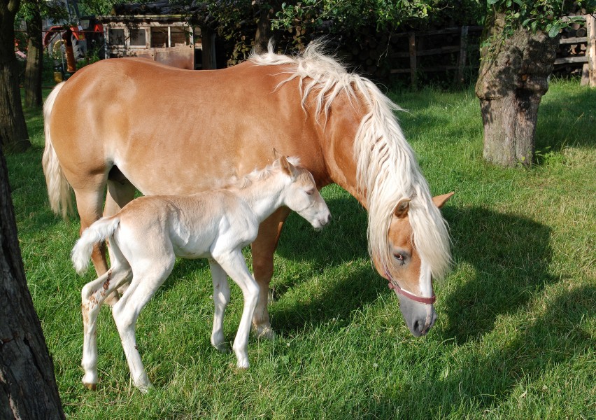 Haflinger mare and colt