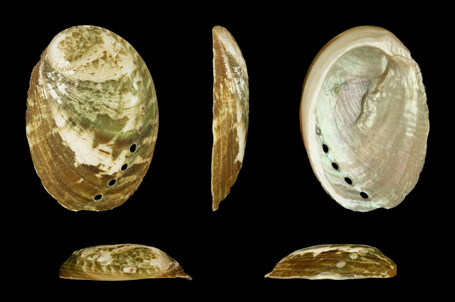Haliotis glabra 01