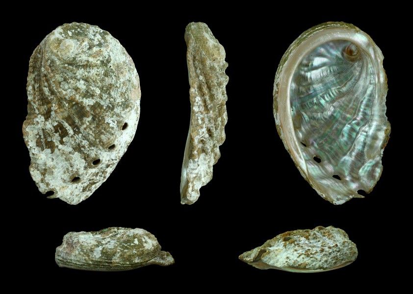 Haliotis tuberculata lamellosa 01