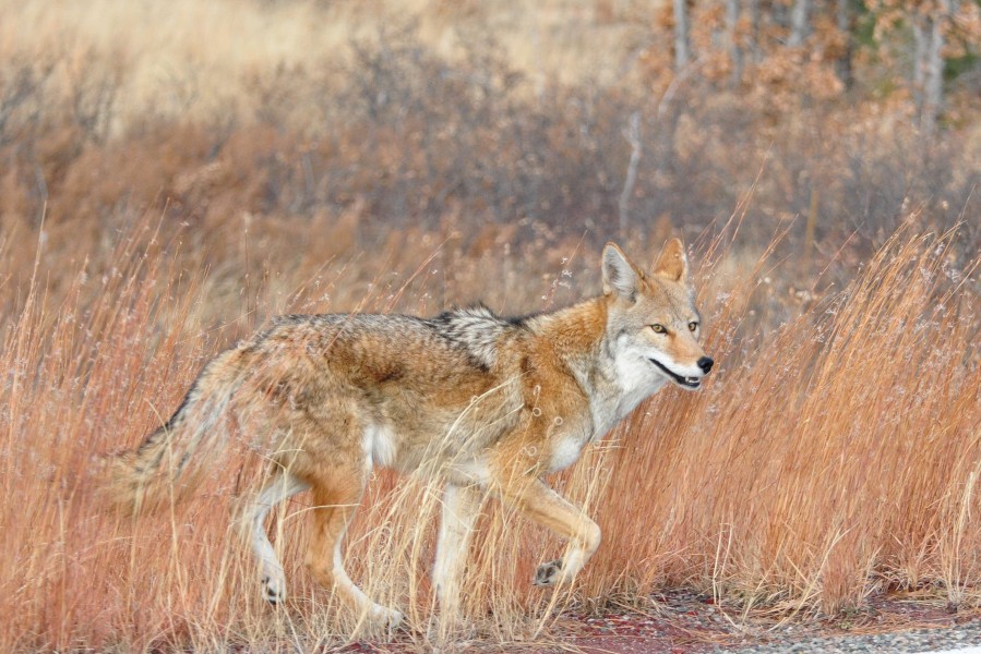 Happy Coyote Bandeler Los Alamos NM