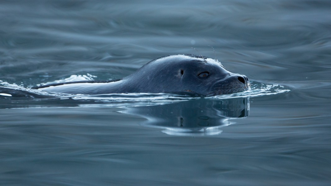 Harbor seal (Phoca vitulina) at Magdalen fjord, Svalbard (2)