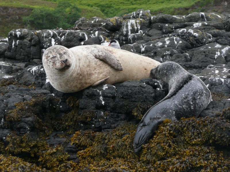 Harbour seal breast feeding 1150144
