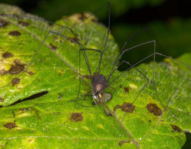 Harvestman from Ecuador (14743458601)