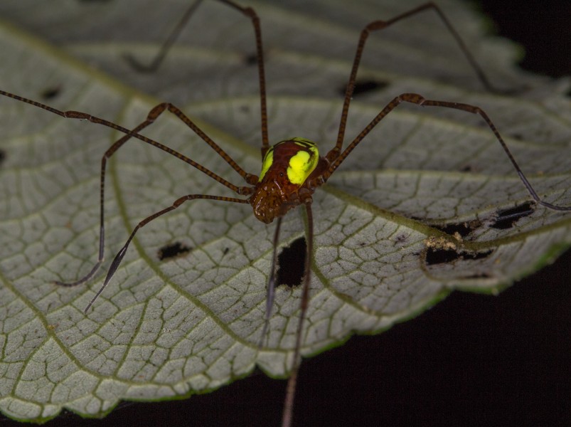 Harvestman from Ecuador (14766468373)