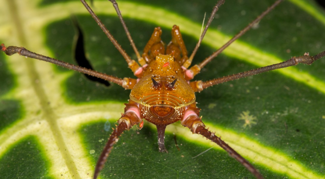 Harvestman from Ecuador (15147371976)