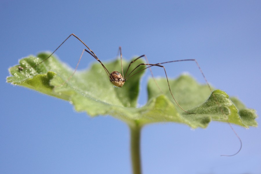 Harvestman leiobunum blackwalli female