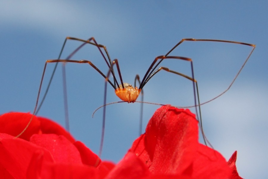 Harvestman opilio canestrinii male
