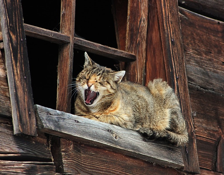 Hauskatze an einem Scheunenfenster in Grossarl