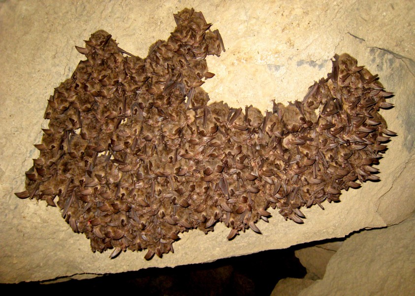 Healthy Virginia big-eared bats (4388384664)