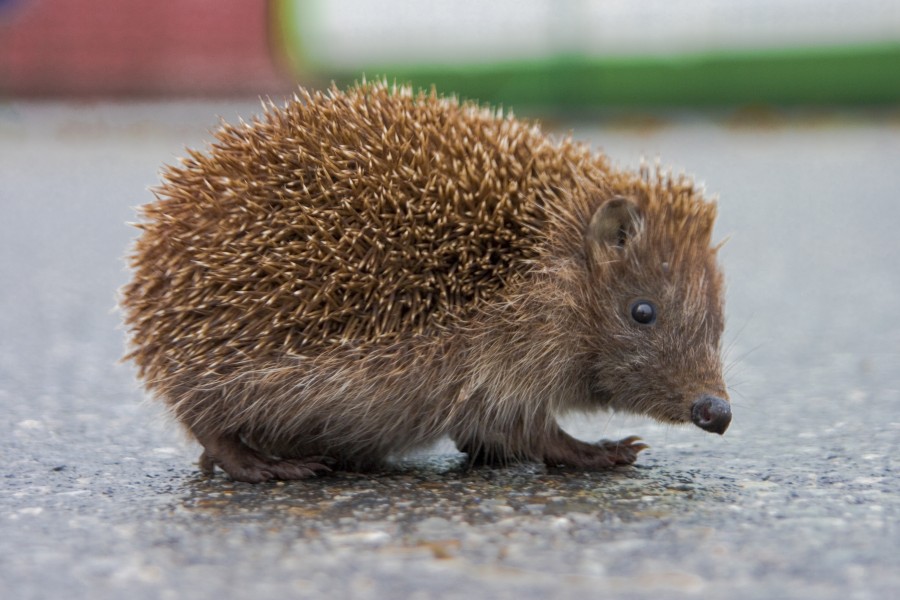 Hedgehog 4
