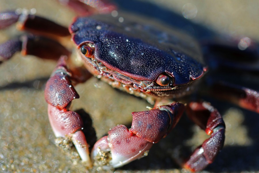 Hemigrapsus nudus (23812166026)