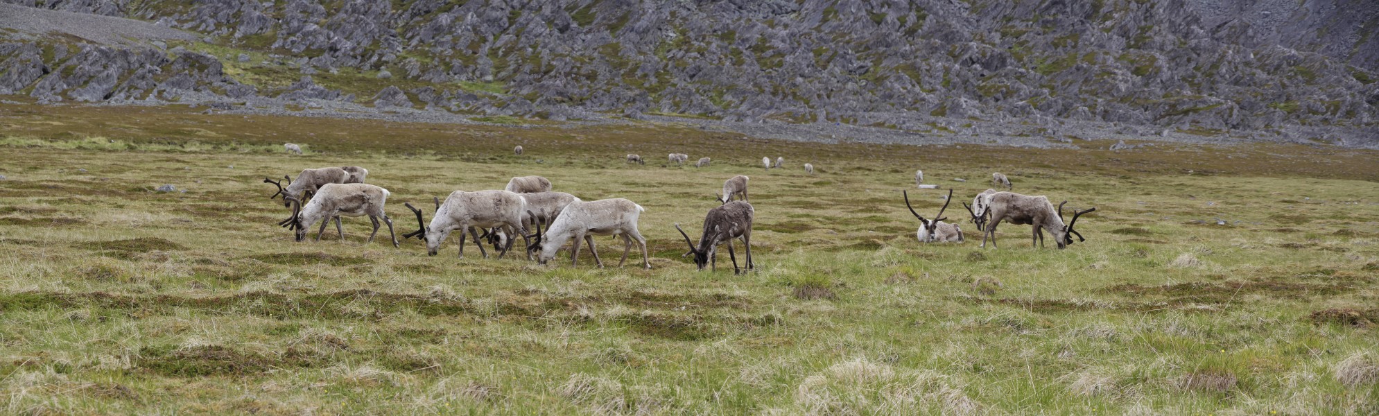 Herd of reindeer at Hamningberg, 2012 June