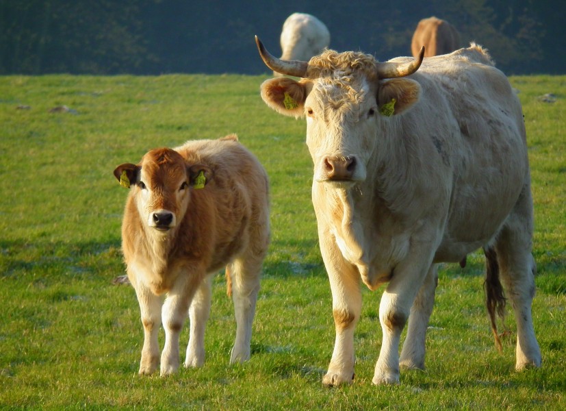 Hessen Kuh mit Kalb