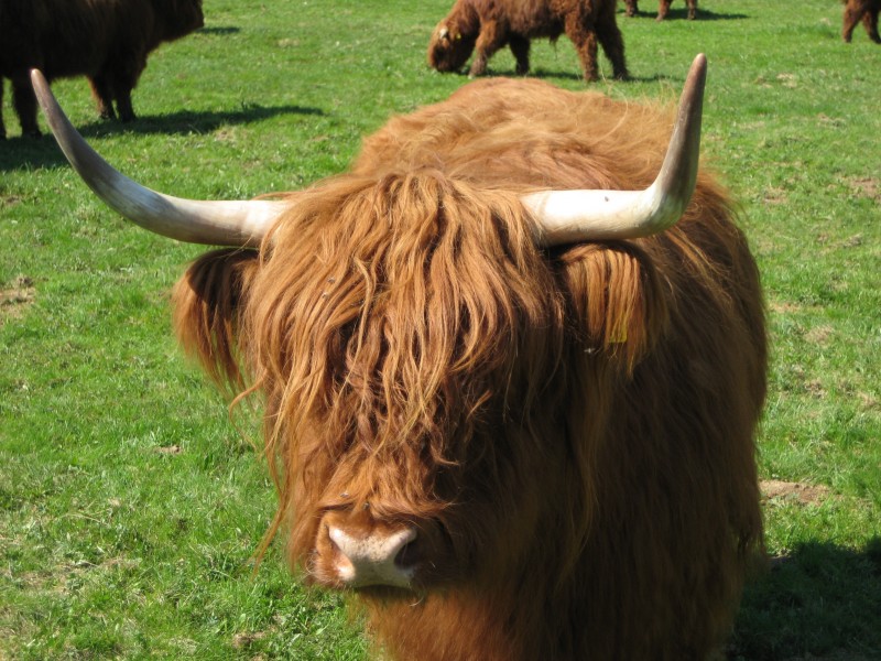 Highland Cattle 8