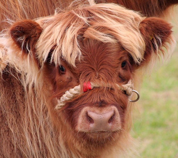 Highland Cattle calf