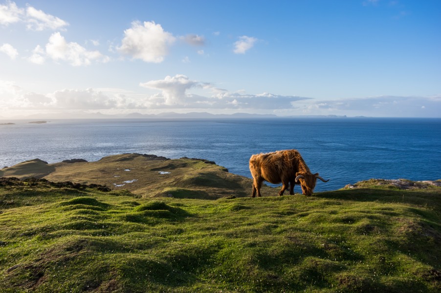 Highland cattle in its natural environment
