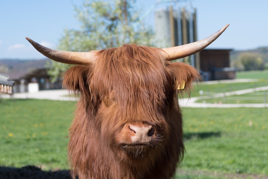 Highland cattle kopf