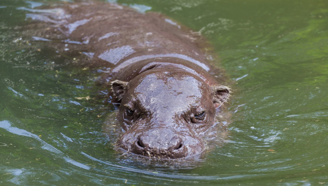 Hipopótamo (Hippopotamus amphibius), Zoo de Ciudad Ho Chi Minh, Vietnam, 2013-08-14, DD 03