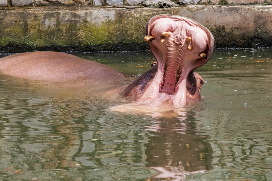 Hipopótamo (Hippopotamus amphibius), Zoo de Ciudad Ho Chi Minh, Vietnam, 2013-08-14, DD 04