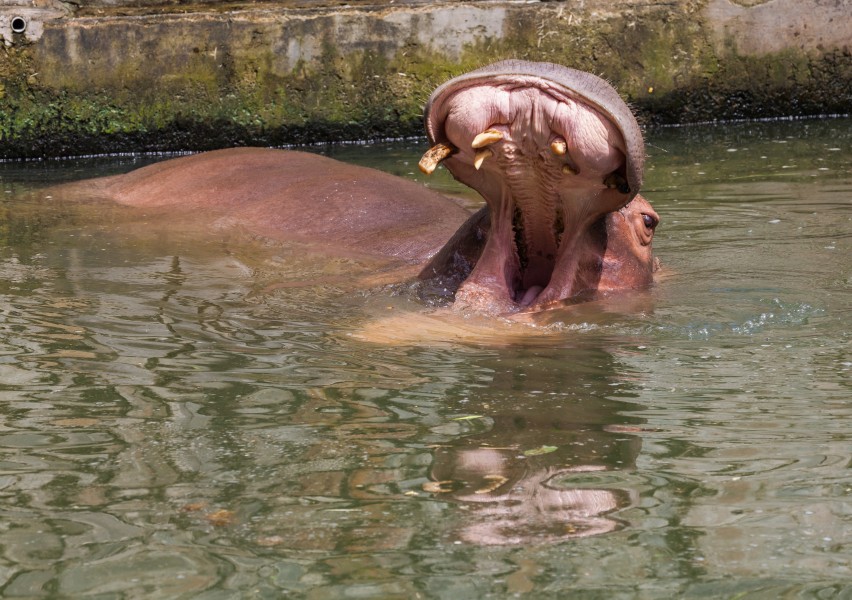 Hipopótamo (Hippopotamus amphibius), Zoo de Ciudad Ho Chi Minh, Vietnam, 2013-08-14, DD 05