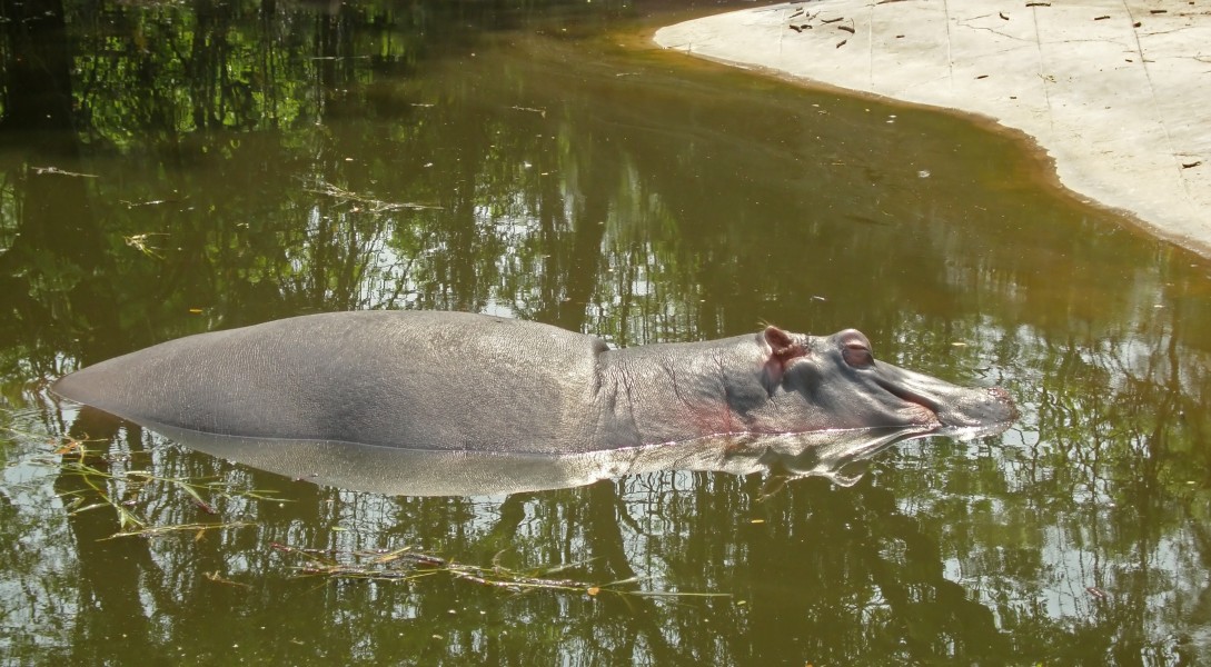 Hippopotamus amphibius 16032012