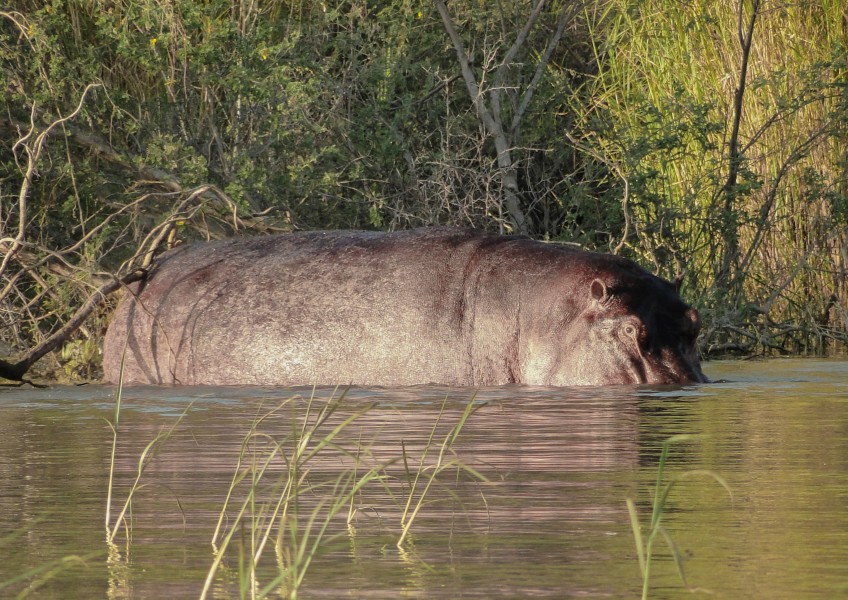 Hippopotamus amphibius in Lake Chamo 03