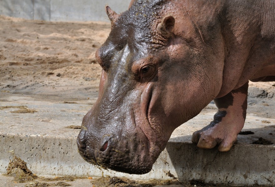 Hippopotamus amphibius qtl1