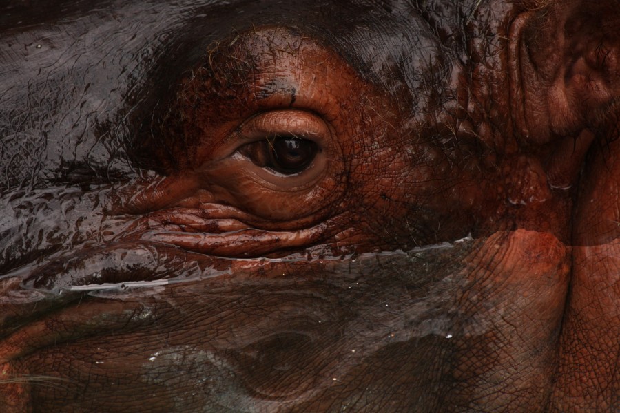 Hippopotamus Eye (3847094793)