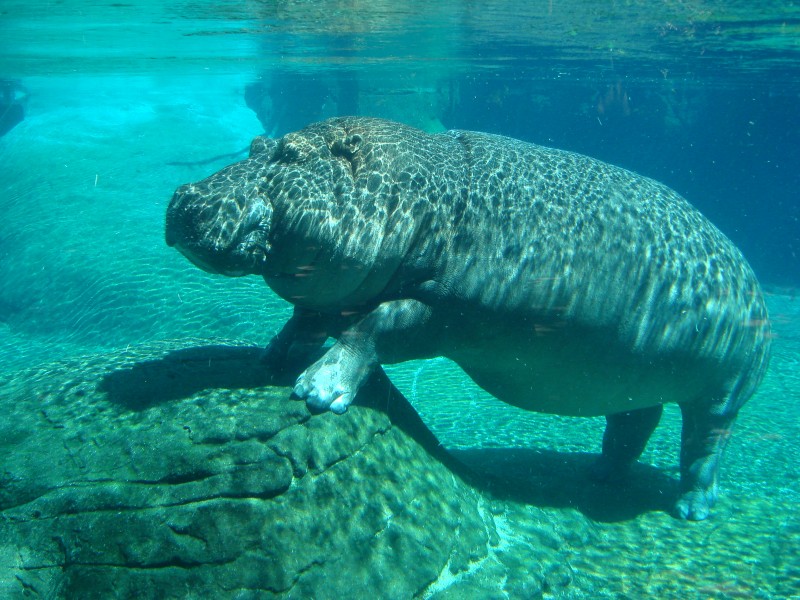 Hippopotamus in San Diego Zoo