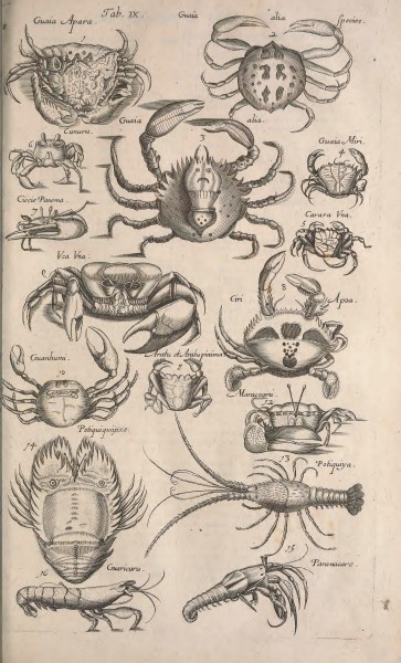 Historiae naturalis de quadrupetibus libri - cum aeneis figuris; (Historiae naturalis de serpentibus libri II; Historiae naturalis de insectis libri III; Historiae naturalis de exanguibus aquaticis (14563897617)