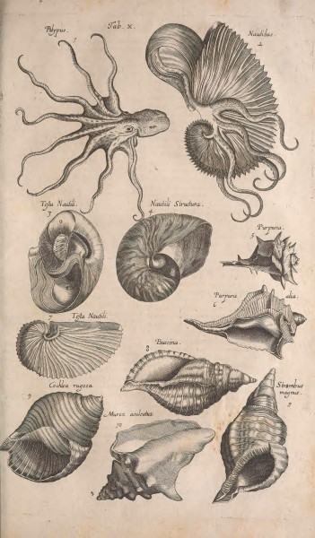 Historiae naturalis de quadrupetibus libri - cum aeneis figuris; (Historiae naturalis de serpentibus libri II; Historiae naturalis de insectis libri III; Historiae naturalis de exanguibus aquaticis (14563899217)