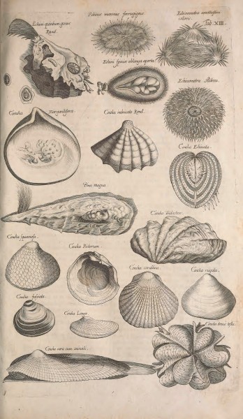Historiae naturalis de quadrupetibus libri - cum aeneis figuris; (Historiae naturalis de serpentibus libri II; Historiae naturalis de insectis libri III; Historiae naturalis de exanguibus aquaticis (14563903447)