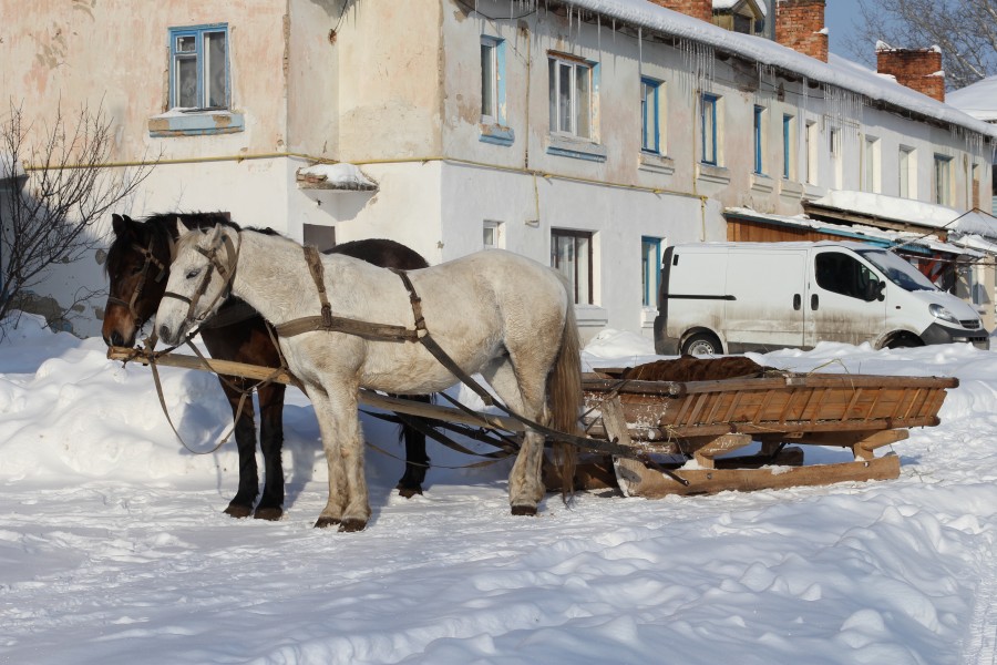 Horse-drawn sleighs 2012 G1